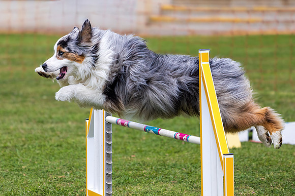 Agility Dog