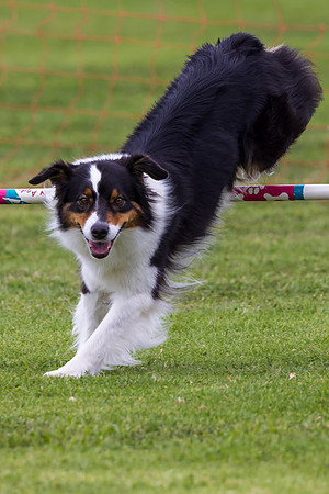 Agility Dog